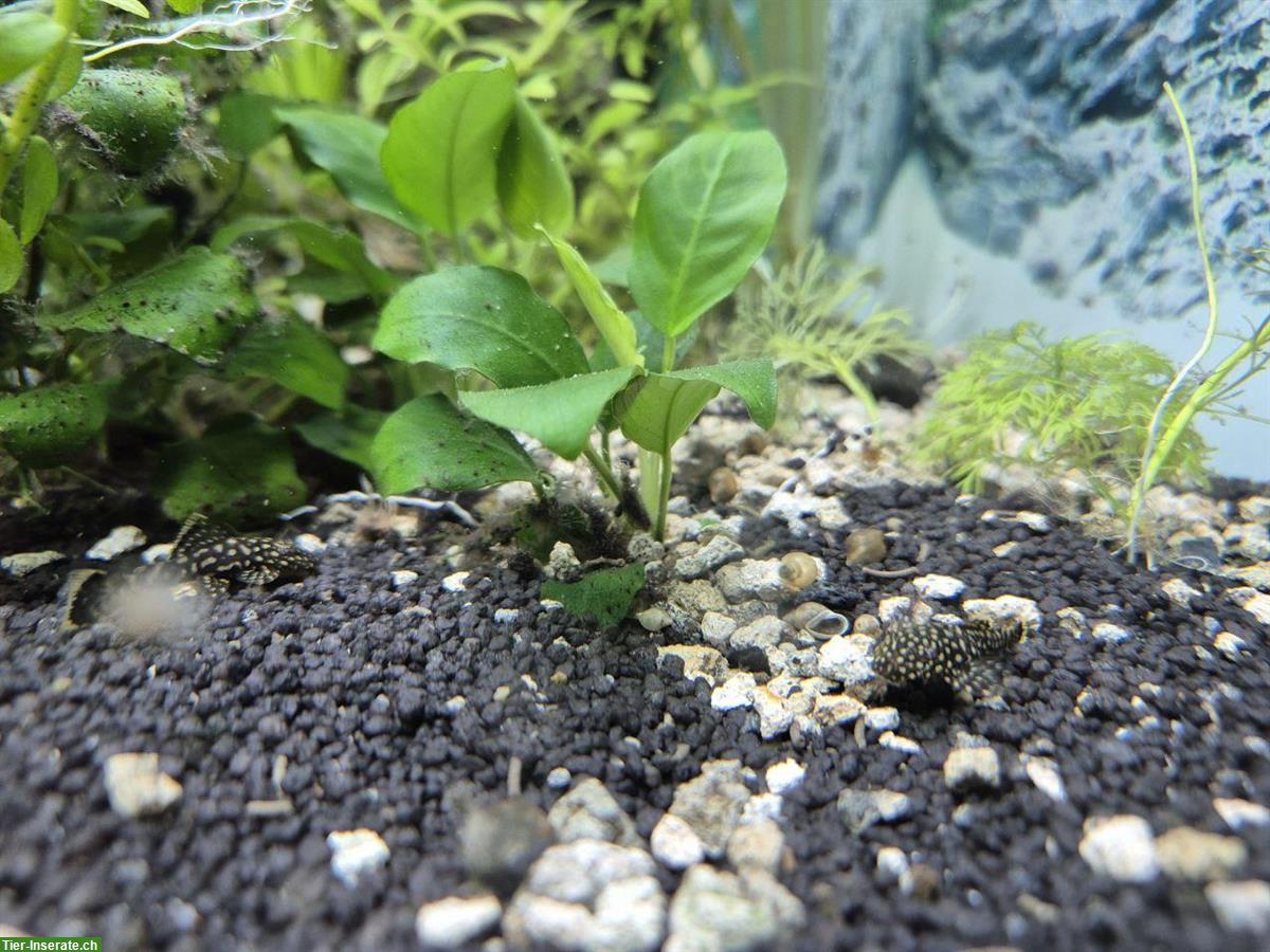 Bild 2: Junge Antennenwelse günstig abzugeben