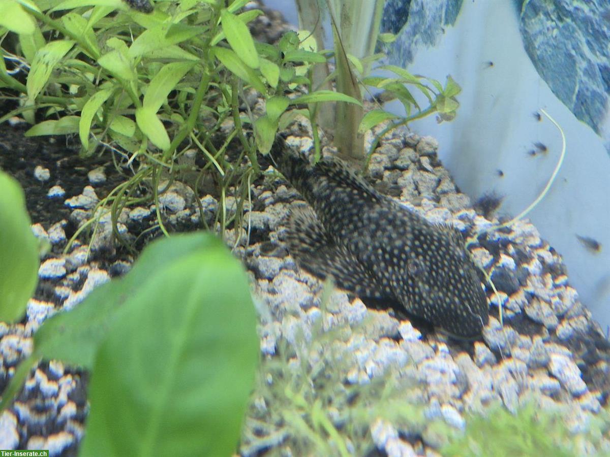 Bild 3: Junge Antennenwelse günstig abzugeben