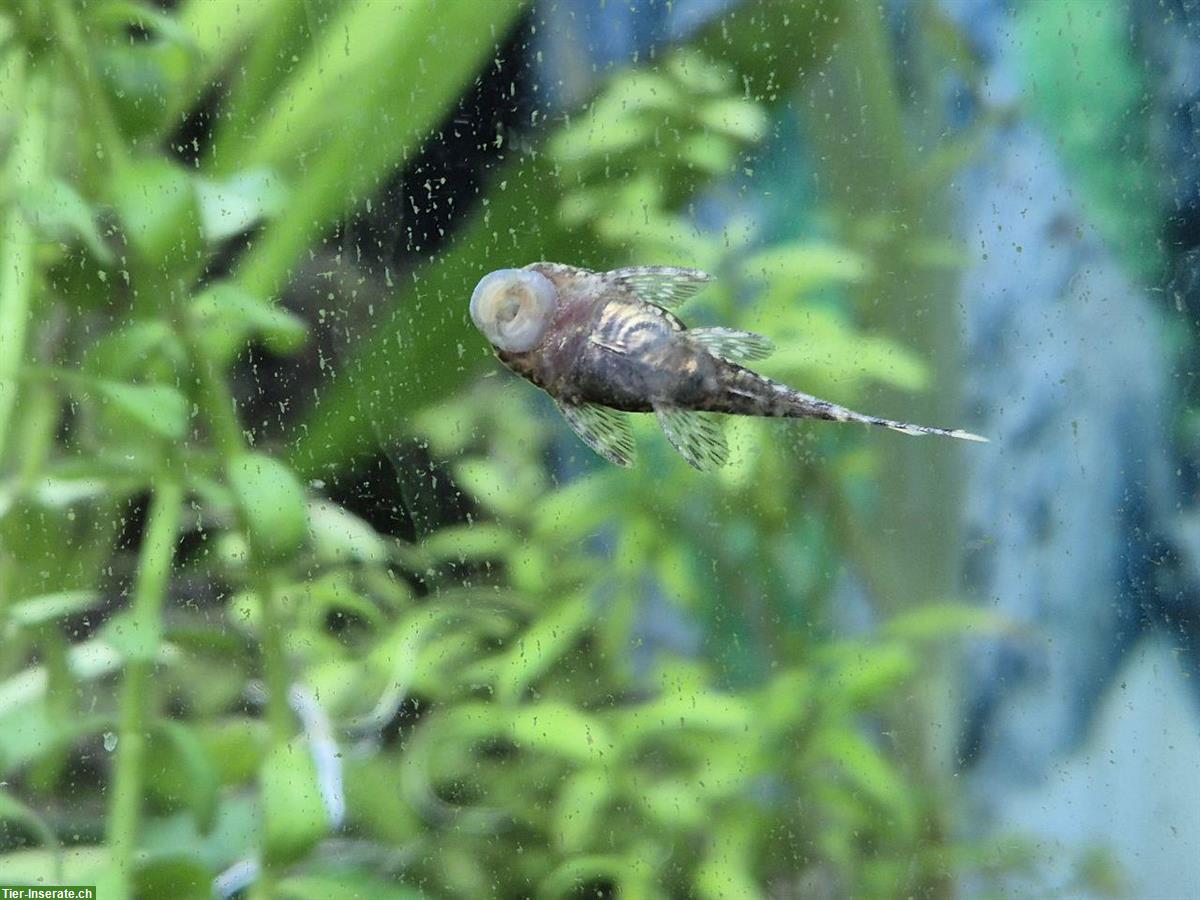 Bild 4: Junge Antennenwelse günstig abzugeben