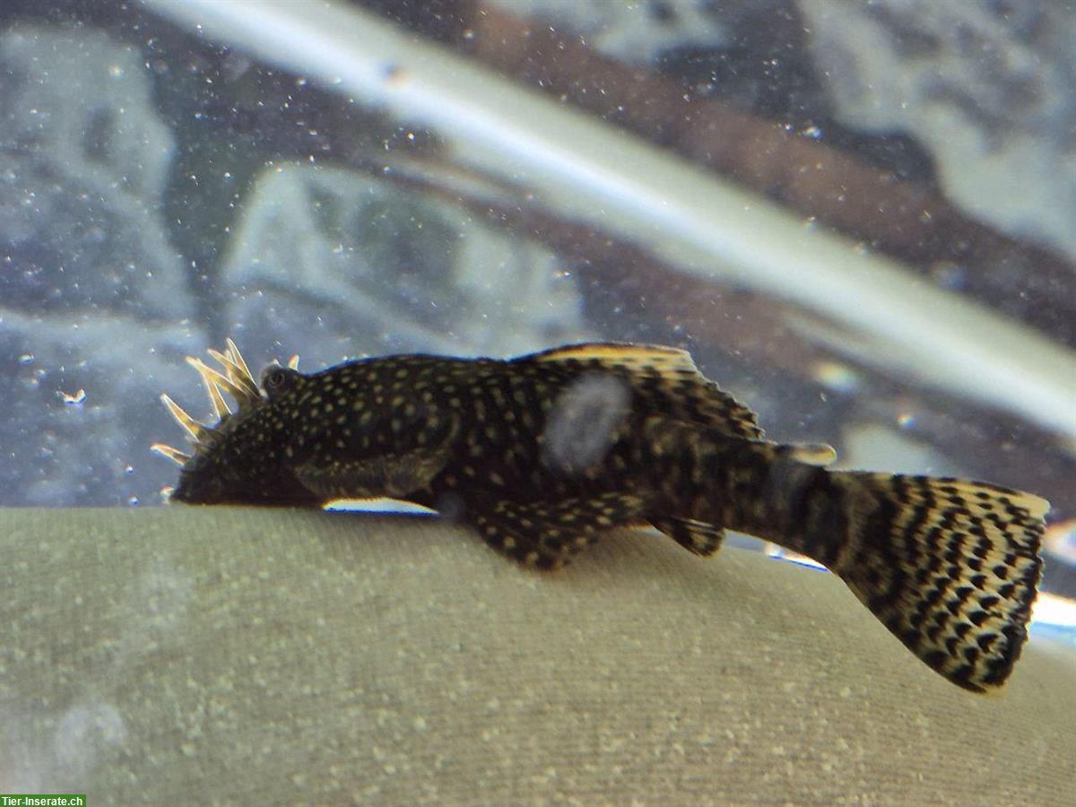 Bild 5: Junge Antennenwelse günstig abzugeben