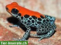Ranitomeya reticulata gesucht - ausgewachsen, Jungtiere oder Quappen