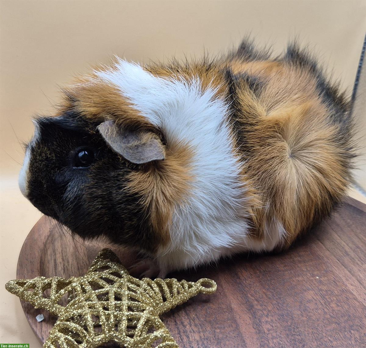 Rosetten Meerschweinchen Weibchen vom Züchter