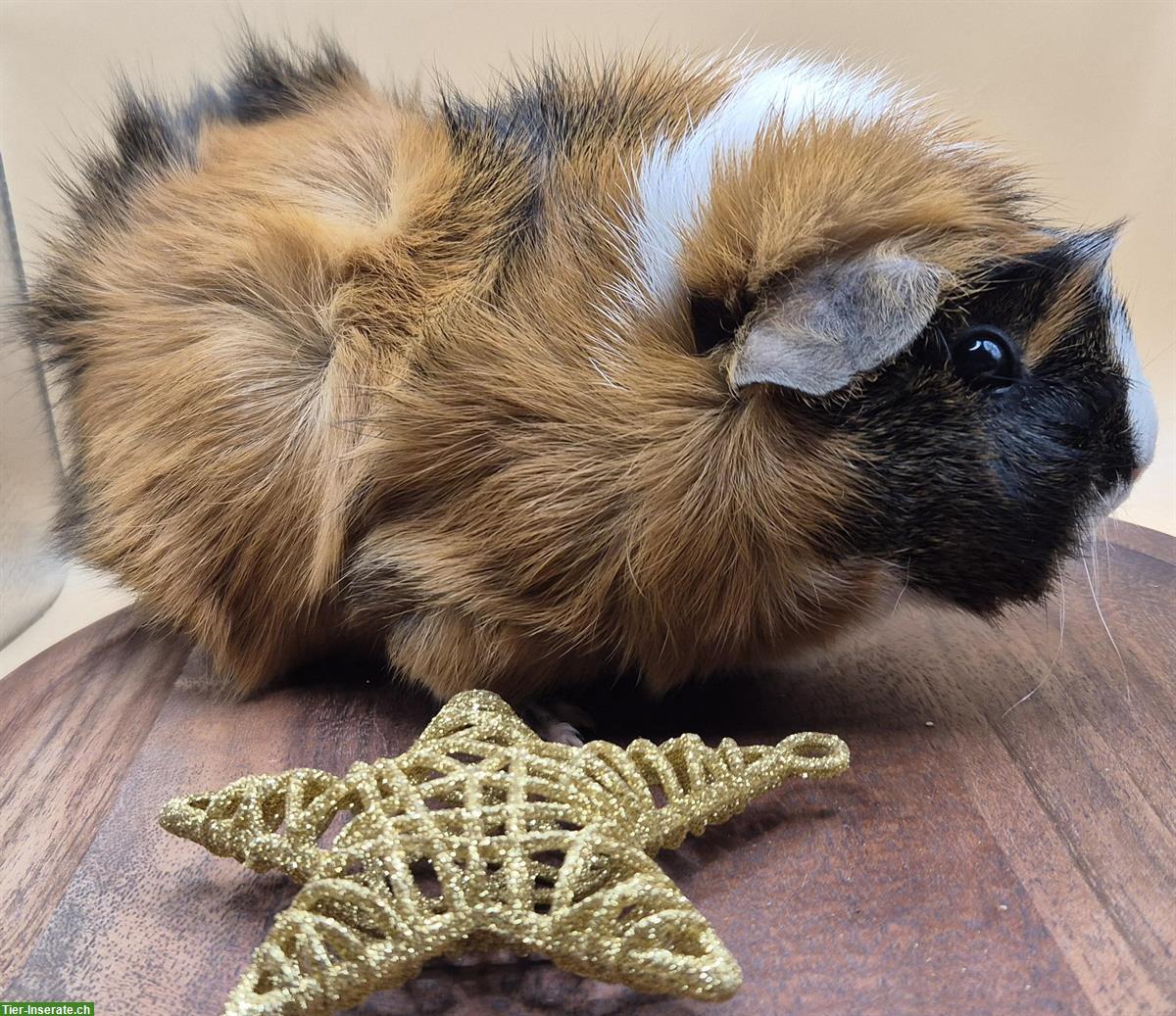 Bild 2: Rosetten Meerschweinchen Weibchen vom Züchter