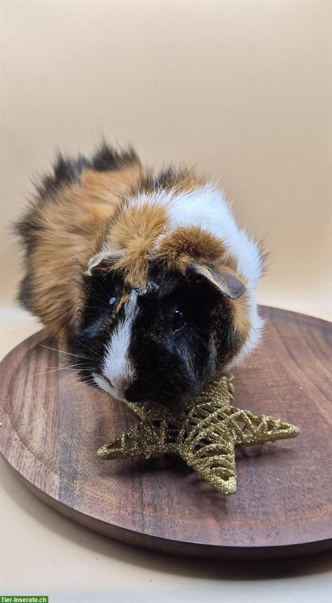 Bild 3: Rosetten Meerschweinchen Weibchen vom Züchter