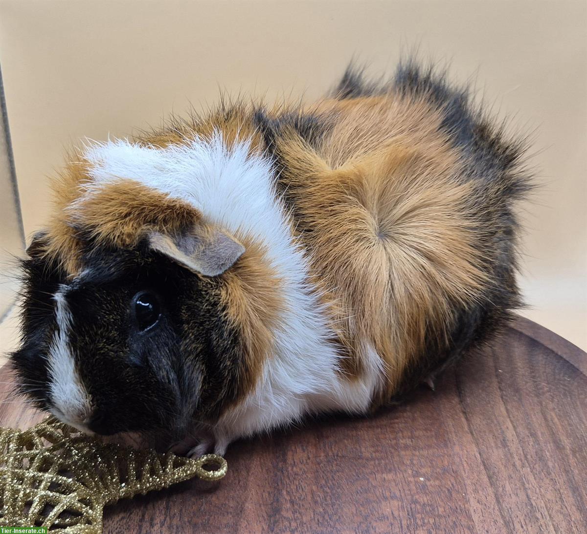 Bild 6: Rosetten Meerschweinchen Weibchen vom Züchter