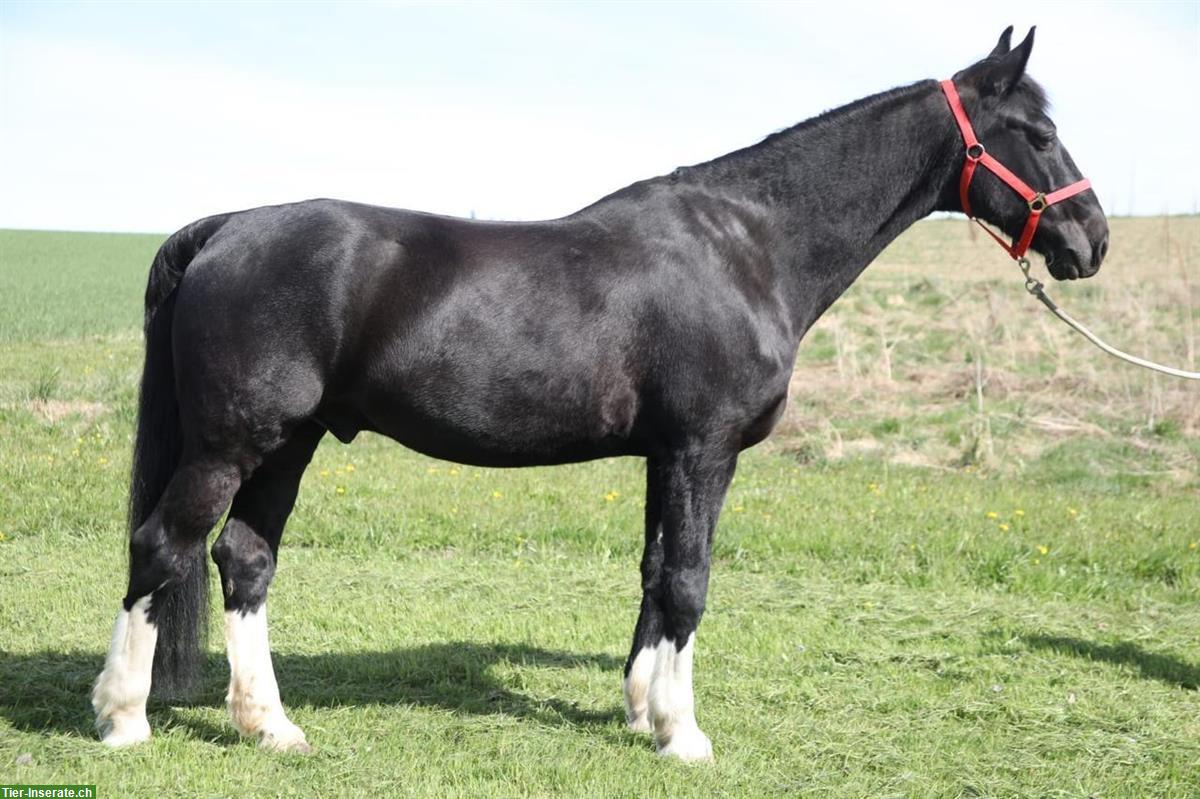 Bild 3: Liebevoller Wallach, 165cm sucht neues Zuhause