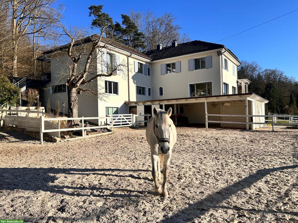 Freier Platz in einzigartigen Bewegungsstall (optional mit 3-Zi.-Whg.)