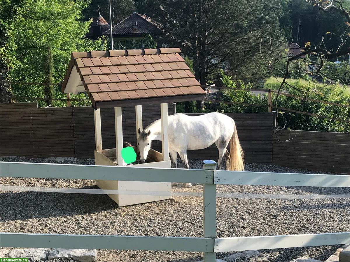 Bild 10: Freier Platz in einzigartigen Bewegungsstall (optional mit 3-Zi.-Whg.)