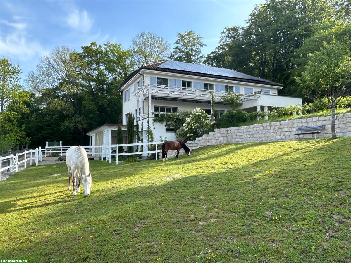 Bild 2: Freier Platz in einzigartigen Bewegungsstall (optional mit 3-Zi.-Whg.)