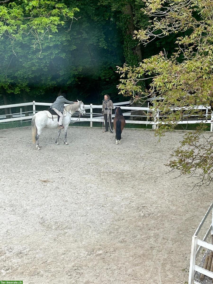 Bild 3: Freier Platz in einzigartigen Bewegungsstall (optional mit 3-Zi.-Whg.)