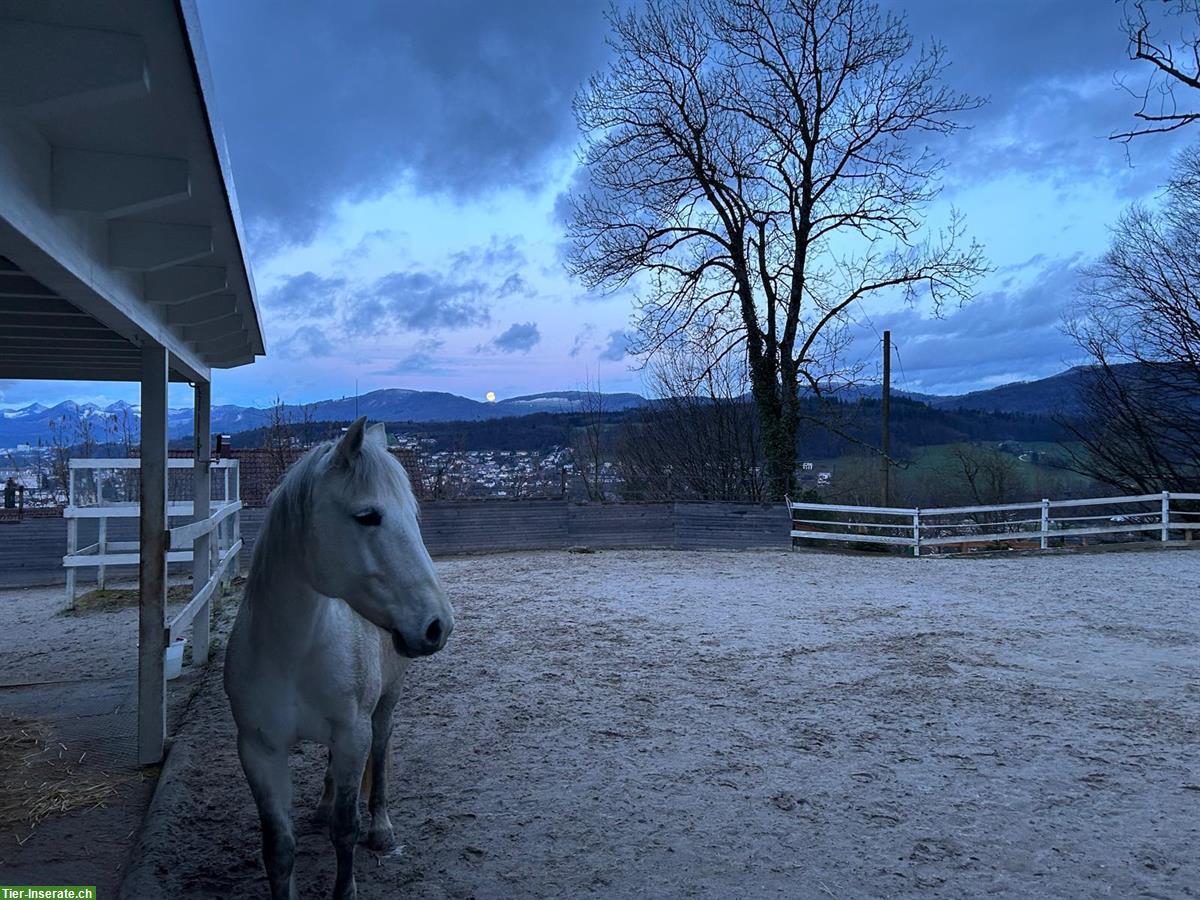 Bild 4: Freier Platz in einzigartigen Bewegungsstall (optional mit 3-Zi.-Whg.)