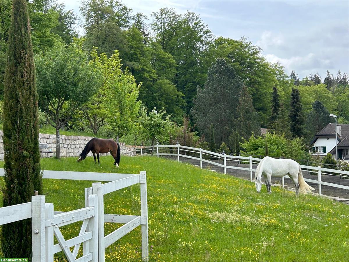 Bild 5: Freier Platz in einzigartigen Bewegungsstall (optional mit 3-Zi.-Whg.)