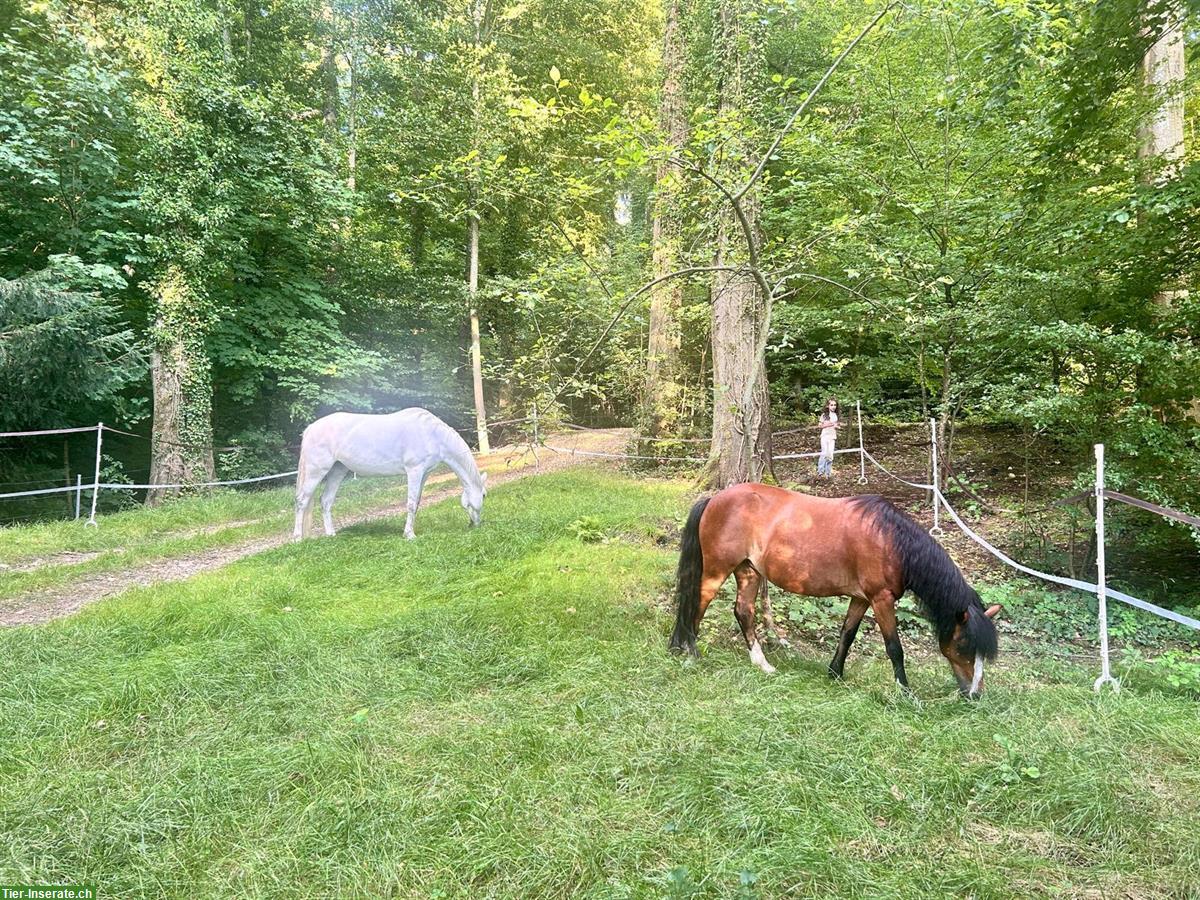Bild 6: Freier Platz in einzigartigen Bewegungsstall (optional mit 3-Zi.-Whg.)