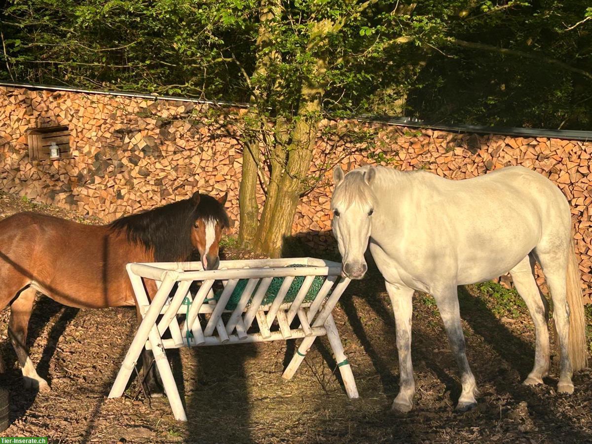 Bild 7: Freier Platz in einzigartigen Bewegungsstall (optional mit 3-Zi.-Whg.)