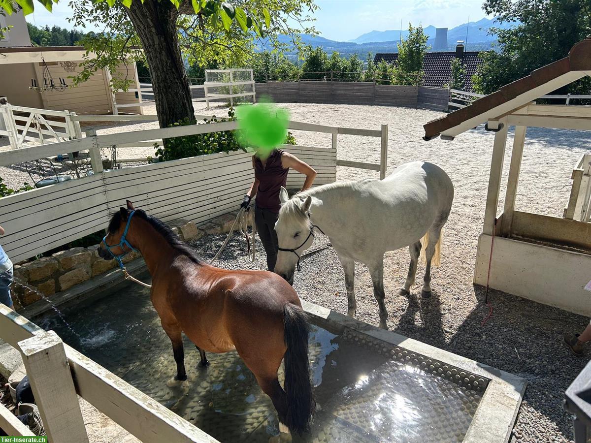 Bild 8: Freier Platz in einzigartigen Bewegungsstall (optional mit 3-Zi.-Whg.)