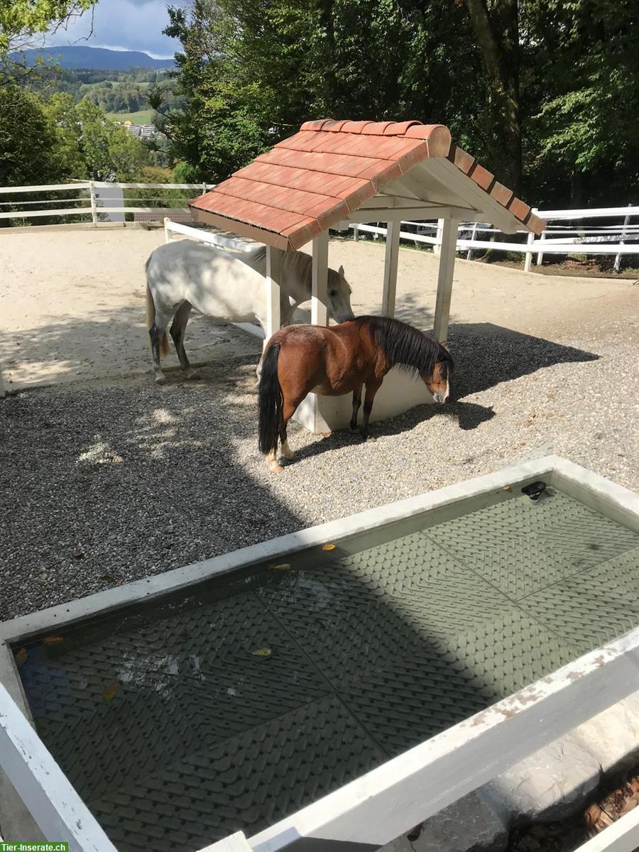Bild 9: Freier Platz in einzigartigen Bewegungsstall (optional mit 3-Zi.-Whg.)