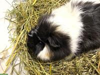 Junge Meerschweinchen, schwarz-weiss & dreifarbig