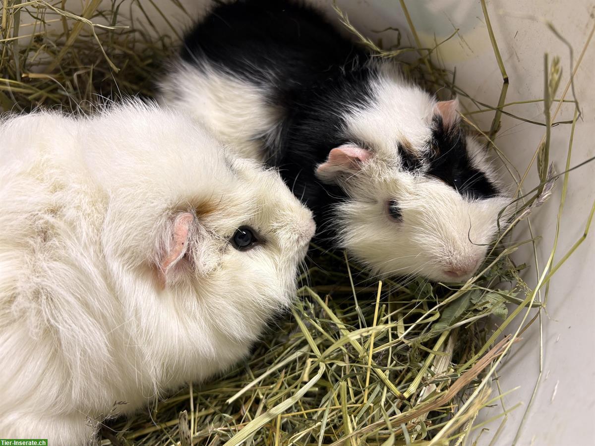 Bild 2: Junge Meerschweinchen, schwarz-weiss & dreifarbig