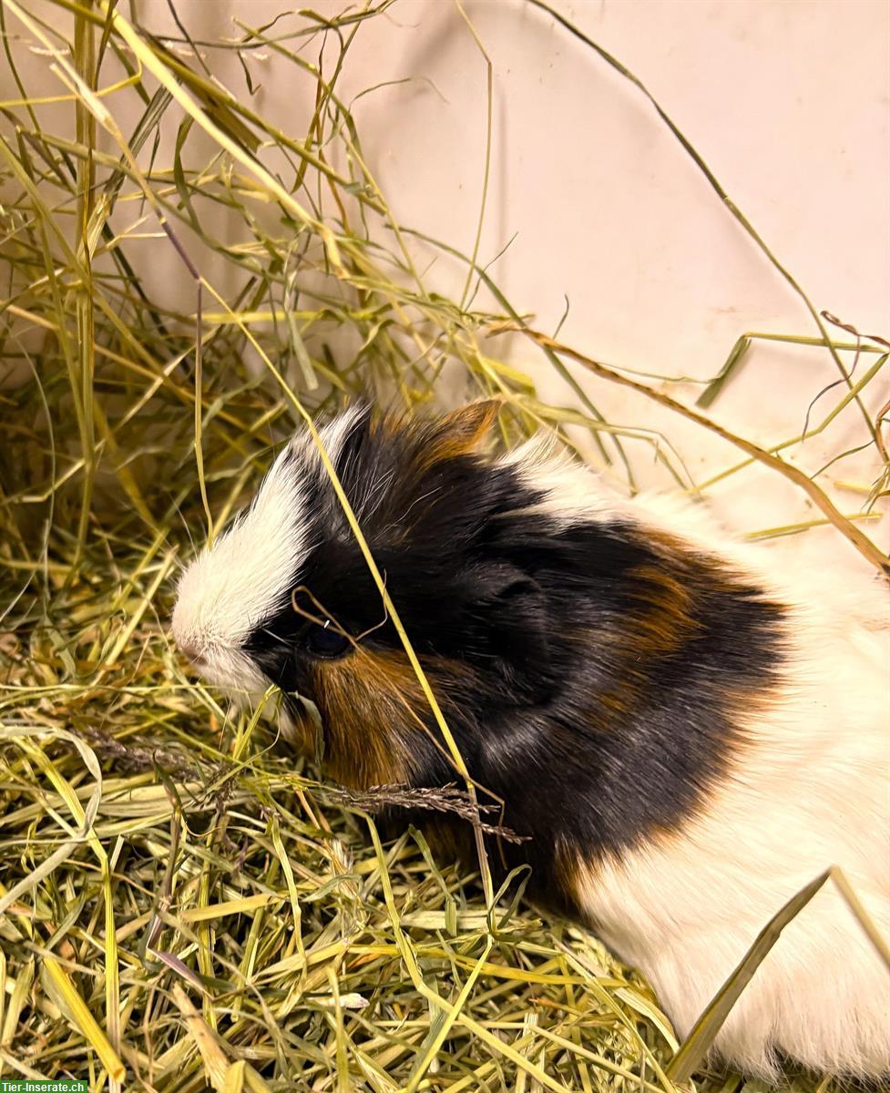 Bild 3: Junge Meerschweinchen, schwarz-weiss & dreifarbig