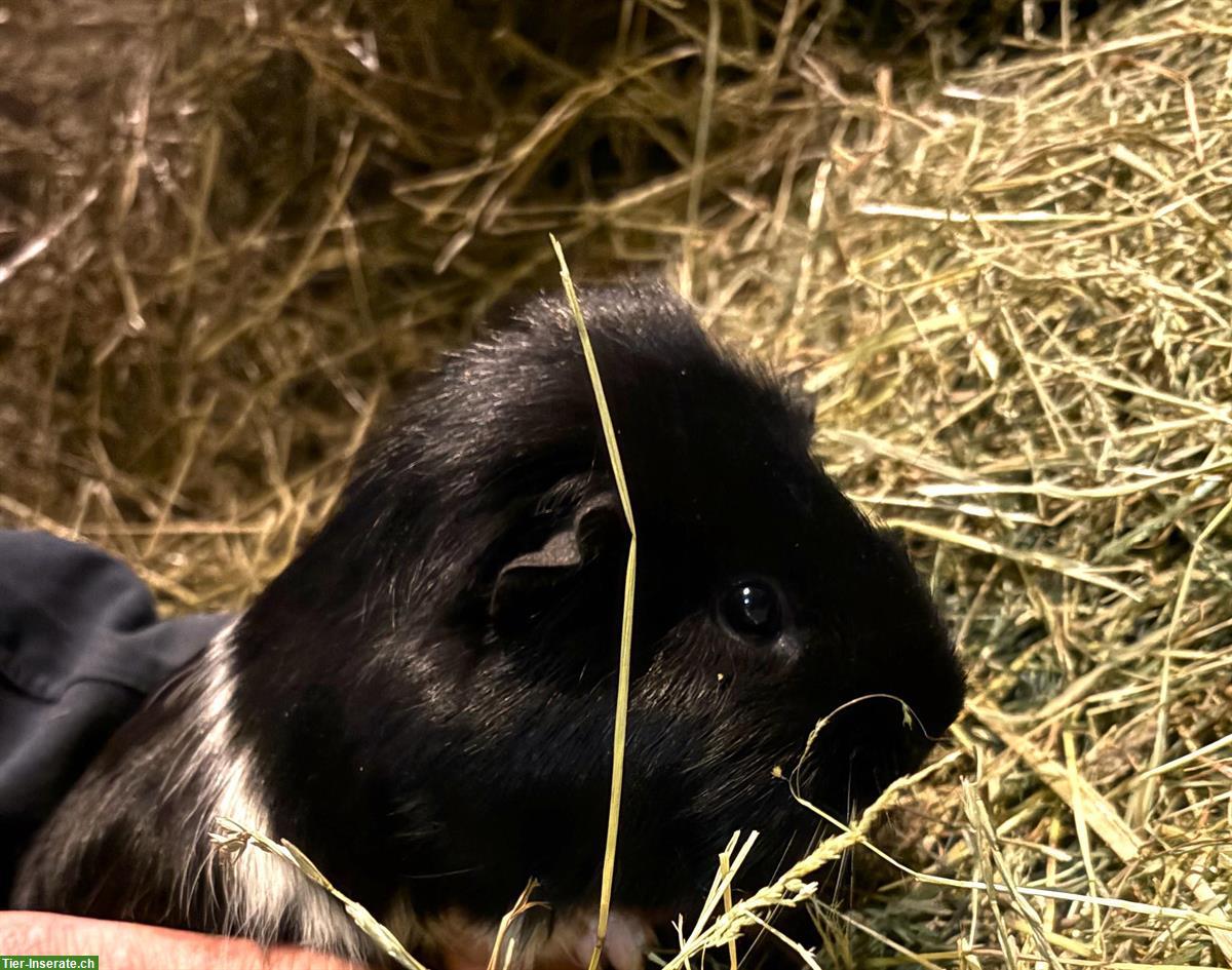 Bild 4: Junge Meerschweinchen, schwarz-weiss & dreifarbig