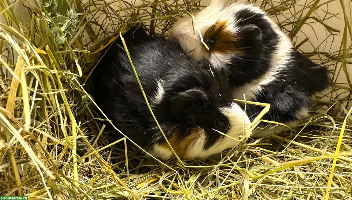Bild 5: Junge Meerschweinchen, schwarz-weiss & dreifarbig