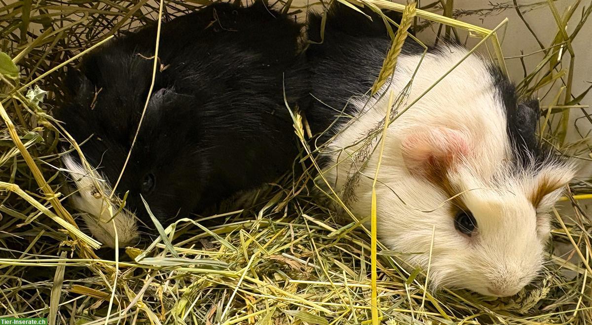 Bild 6: Junge Meerschweinchen, schwarz-weiss & dreifarbig