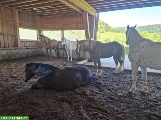Platz frei in schönem Offenstall mit Gruppenhaltung, Büren SO