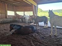 Platz frei in schönem Offenstall mit Gruppenhaltung, Büren SO