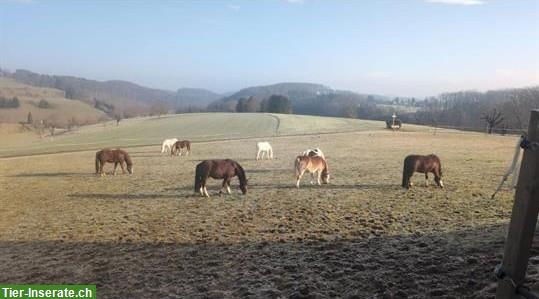 Bild 2: Platz frei in schönem Offenstall mit Gruppenhaltung, Büren SO
