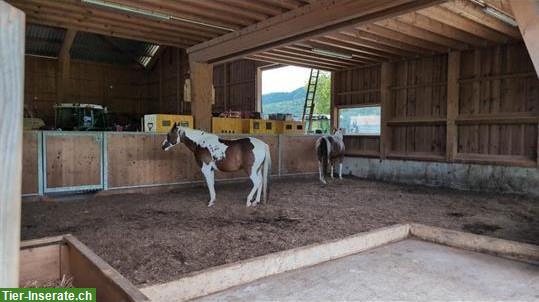 Bild 3: Platz frei in schönem Offenstall mit Gruppenhaltung, Büren SO