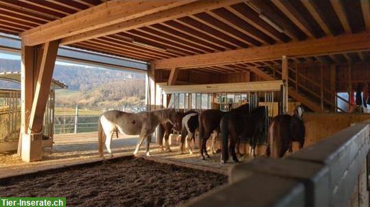 Bild 4: Platz frei in schönem Offenstall mit Gruppenhaltung, Büren SO