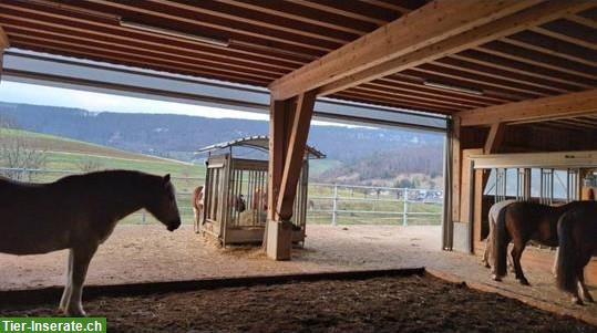 Bild 5: Platz frei in schönem Offenstall mit Gruppenhaltung, Büren SO