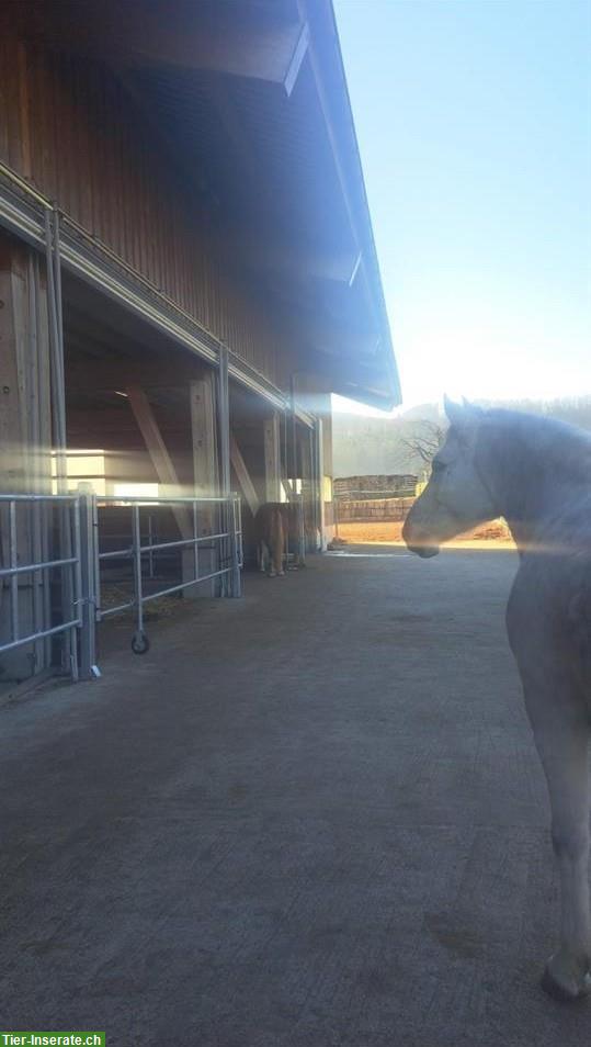 Bild 6: Platz frei in schönem Offenstall mit Gruppenhaltung, Büren SO