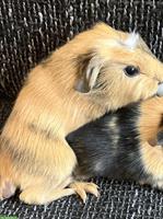 Meerschweinchen Männchen sucht Zuhause mit Artgenossen