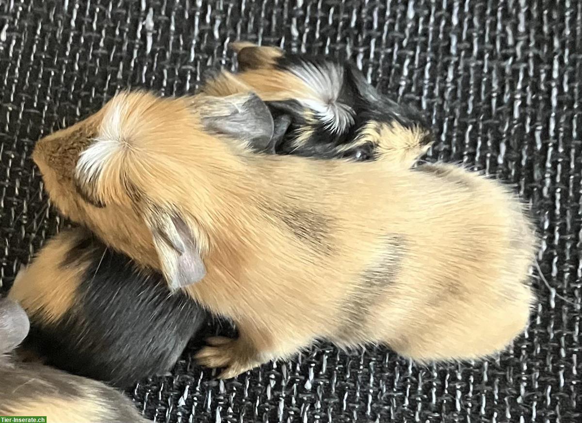 Bild 2: Meerschweinchen Männchen sucht Zuhause mit Artgenossen