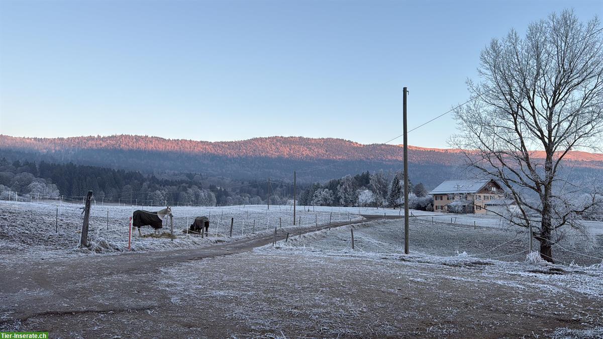 Auslaufboxen frei im Neuenburger Jura