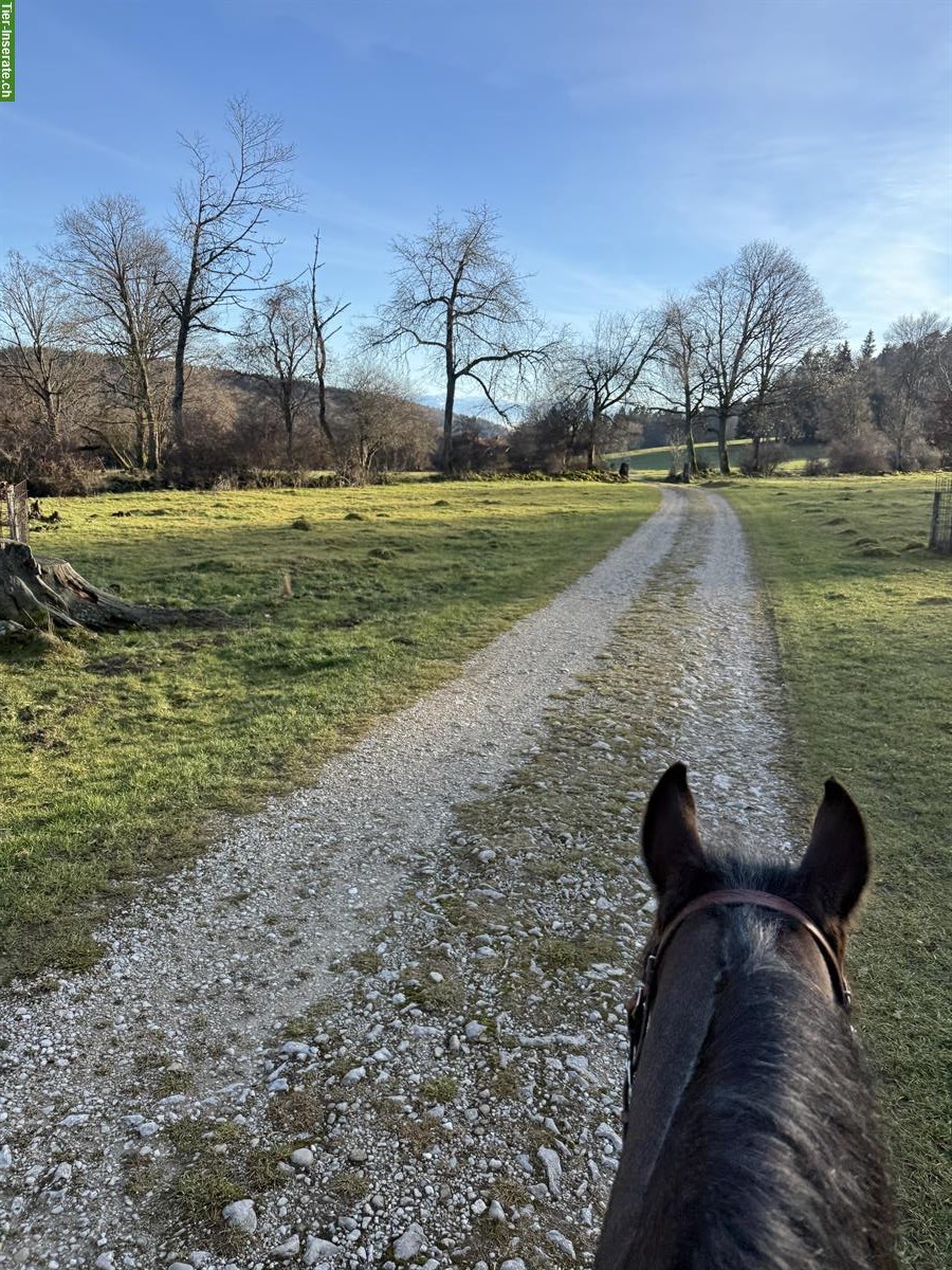 Bild 10: Auslaufboxen frei im Neuenburger Jura