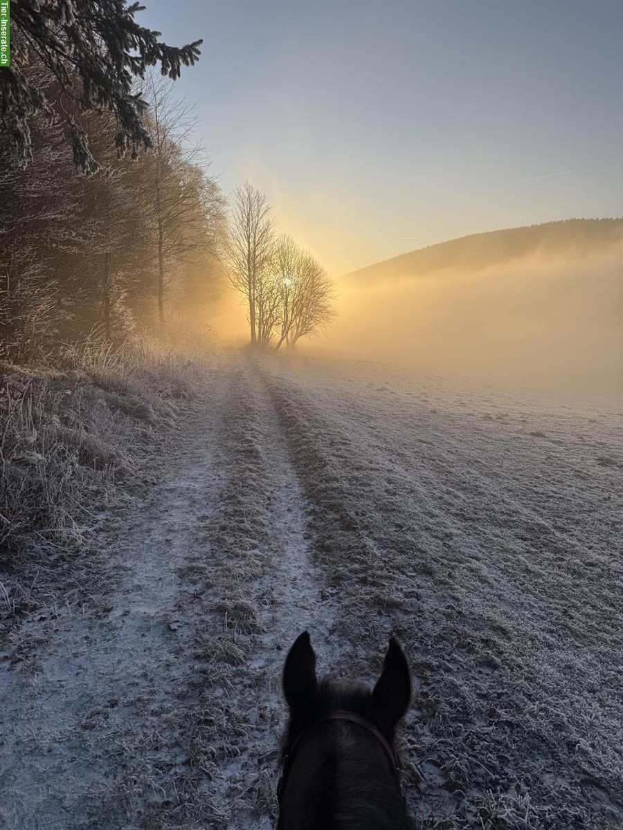 Bild 2: Auslaufboxen frei im Neuenburger Jura