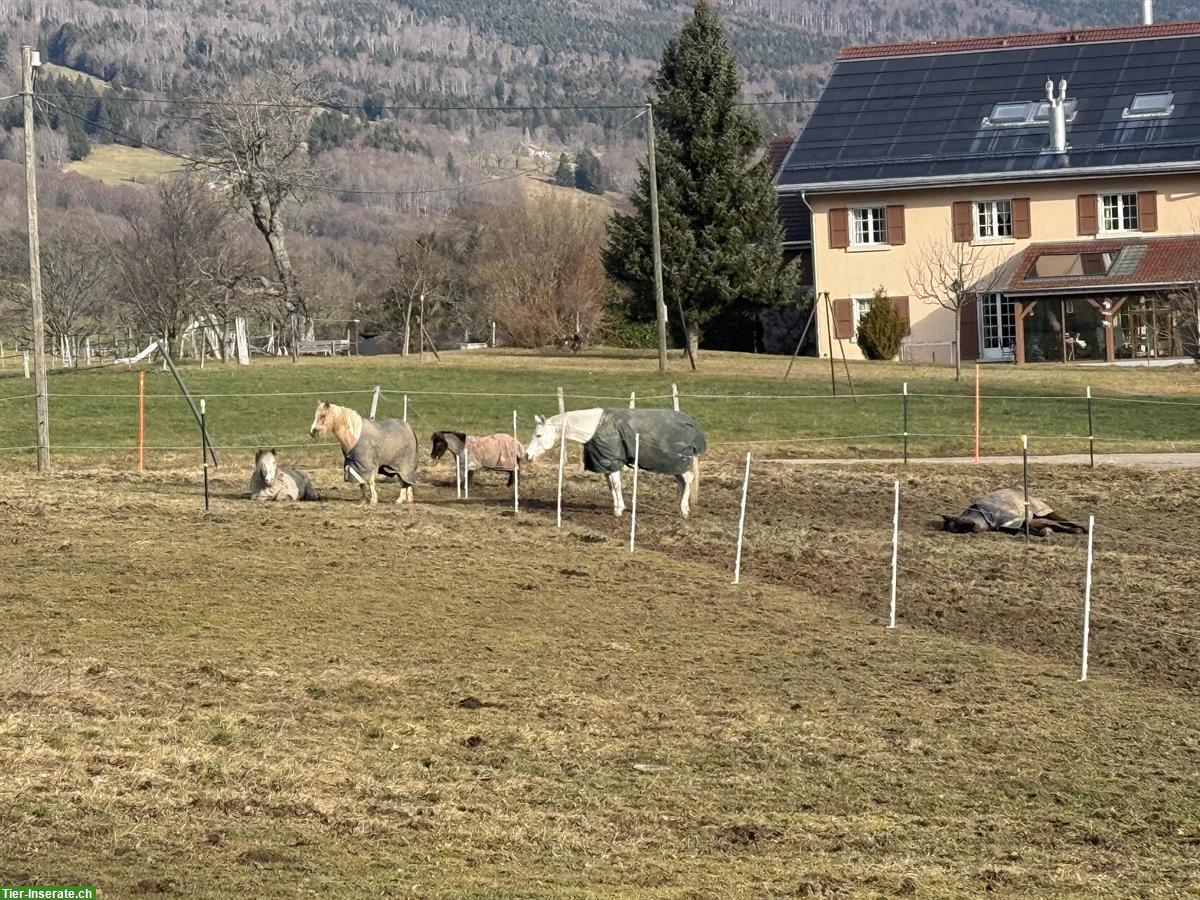 Bild 3: Auslaufboxen frei im Neuenburger Jura
