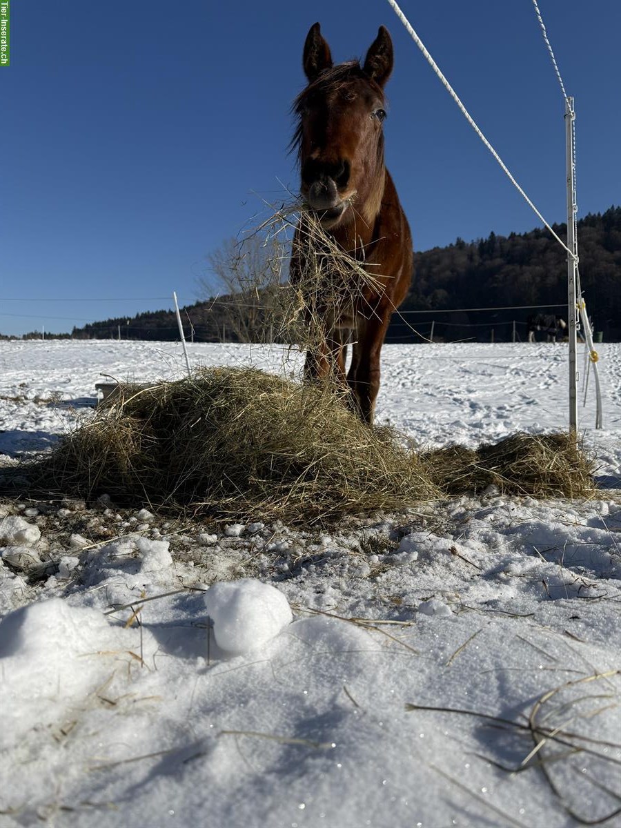Bild 5: Auslaufboxen frei im Neuenburger Jura