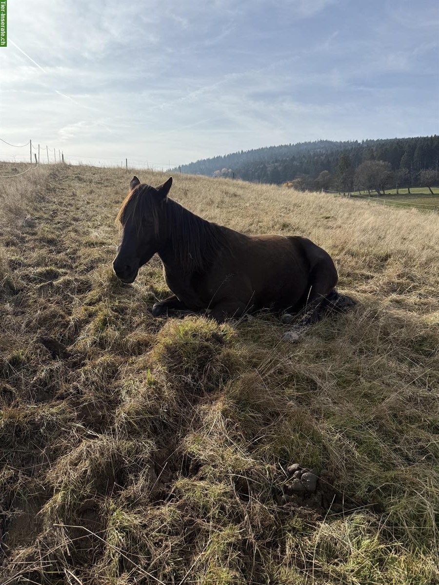 Bild 6: Auslaufboxen frei im Neuenburger Jura
