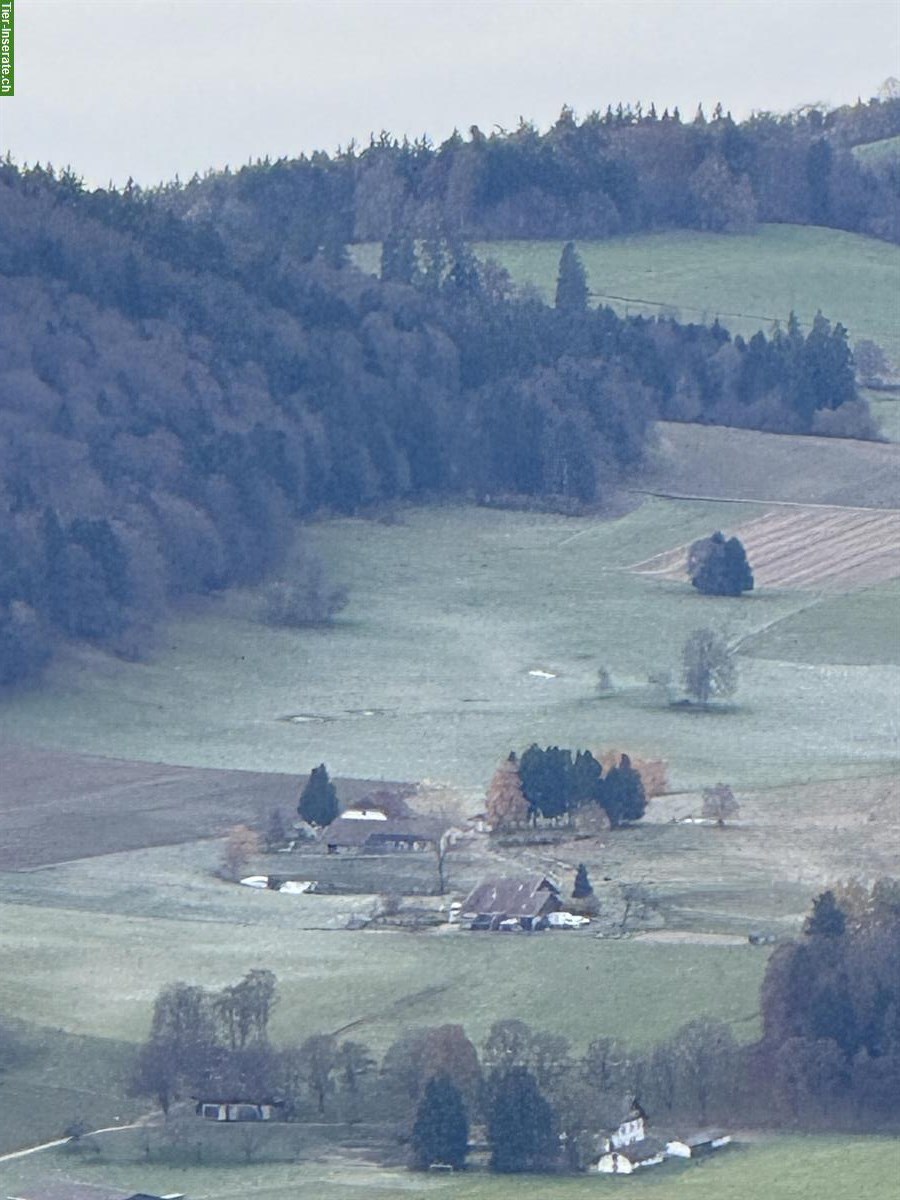 Bild 7: Auslaufboxen frei im Neuenburger Jura