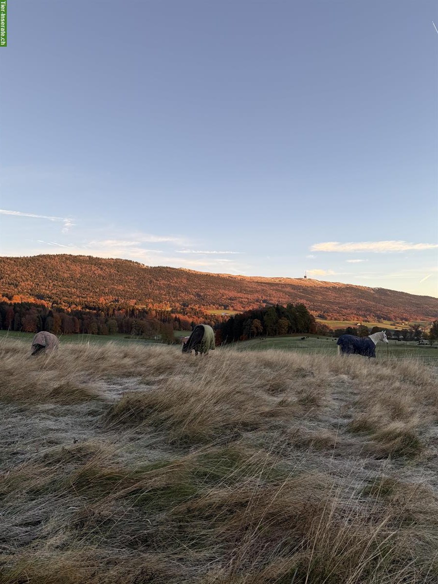Bild 9: Auslaufboxen frei im Neuenburger Jura