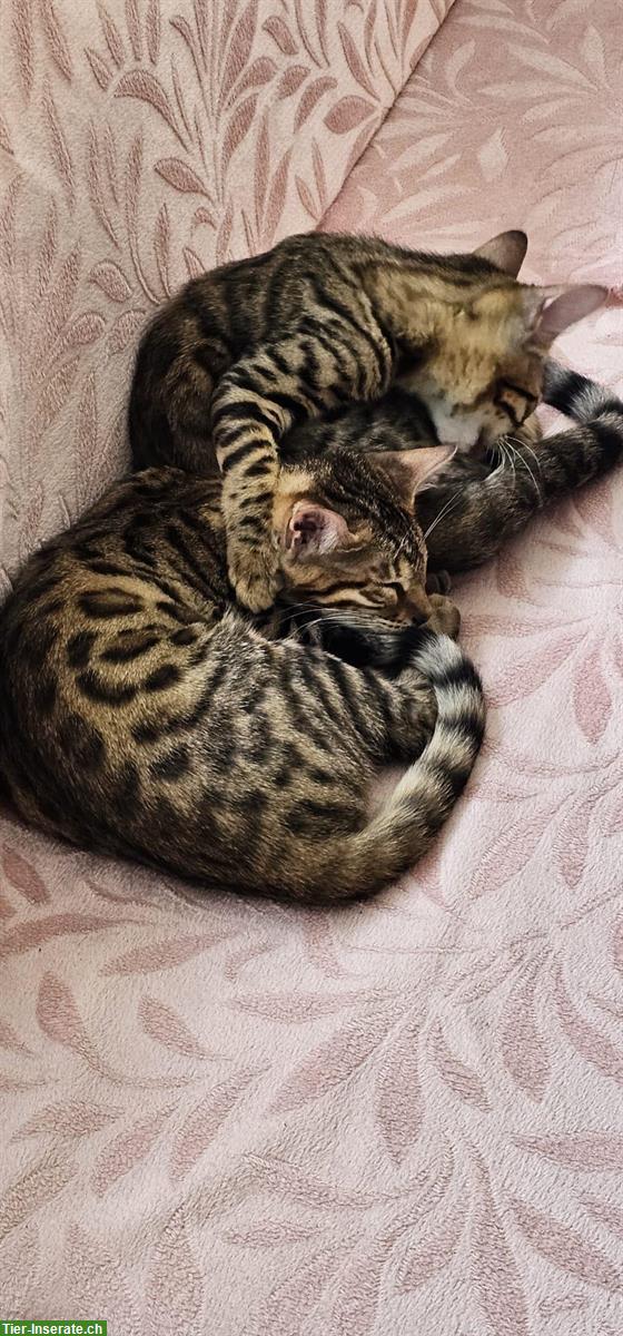 Bild 2: Junges Bengalkatzen Geschwisterpaar