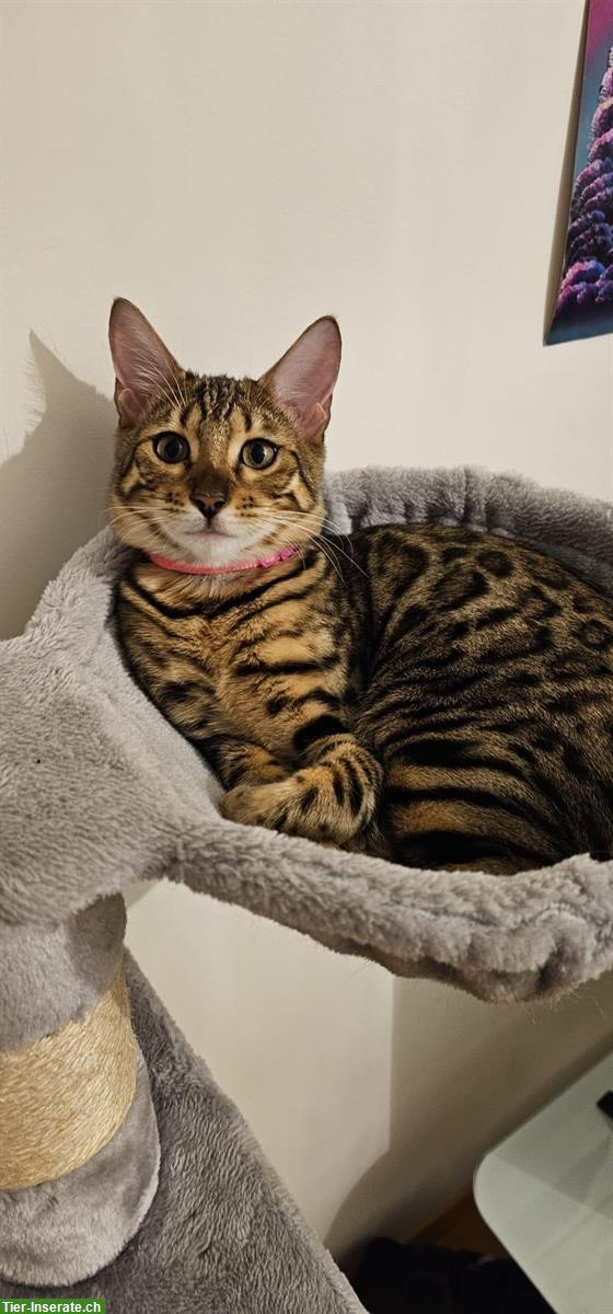 Bild 3: Junges Bengalkatzen Geschwisterpaar