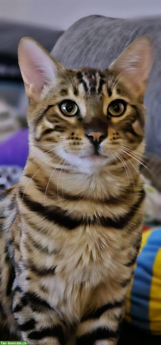 Bild 4: Junges Bengalkatzen Geschwisterpaar