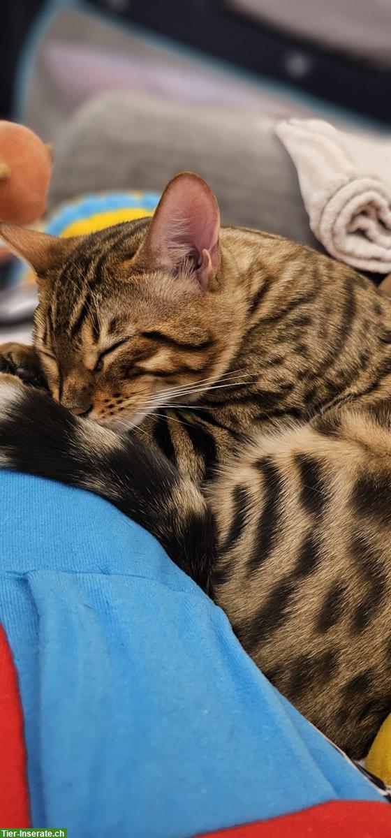 Bild 5: Junges Bengalkatzen Geschwisterpaar