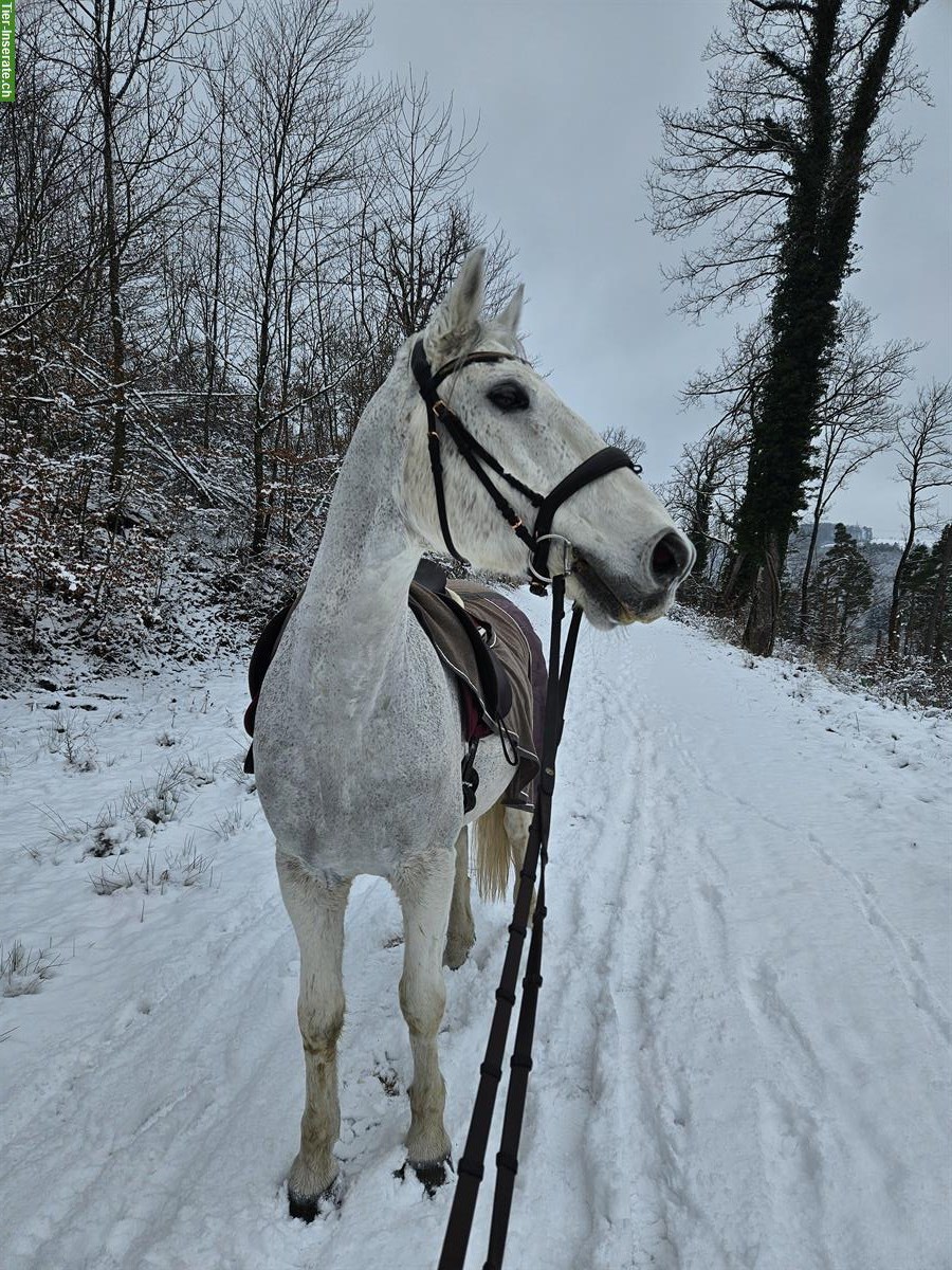 Reitbeteiligung in Basel für Lipizzaner-Wallach