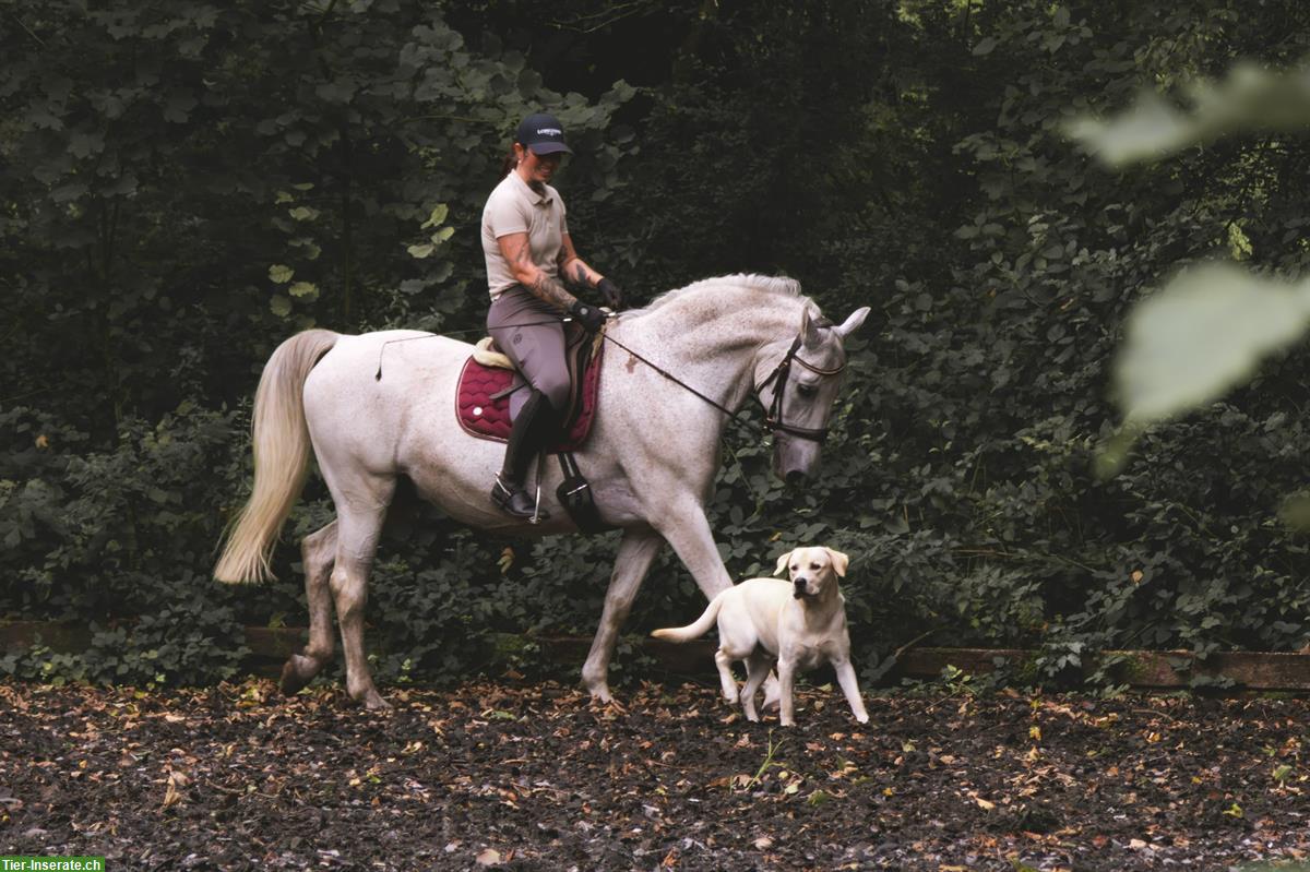 Bild 2: Reitbeteiligung in Basel für Lipizzaner-Wallach