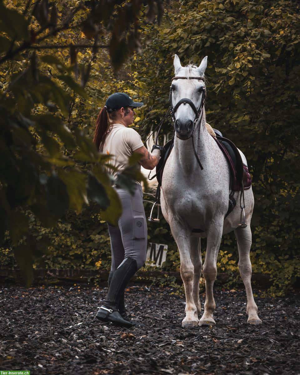 Bild 3: Reitbeteiligung in Basel für Lipizzaner-Wallach